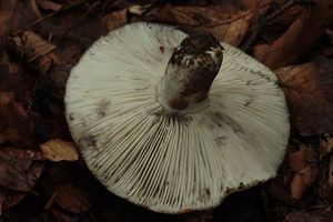 Holubinka uhlová  - Russula anthracina Romagn. 1962