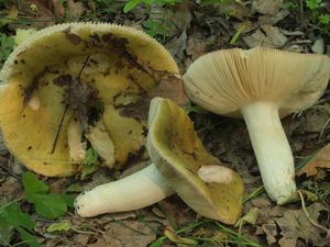 Holubinka bukovka - Russula heterophylla (Fr.) Fr. 1838