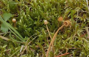 Čepičatka měříková - Galerina mniophila (Lasch) Kühner 1935