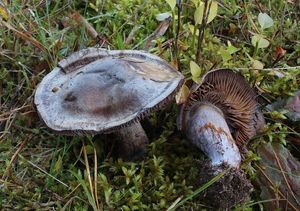 Pavučinec načervenalý - Cortinarius purpurascens Fr. 1938