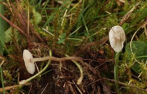 Líha pozdní - Tephrocybe platypus (Kühner) M.M. Moser 1967