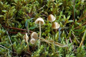 Čepičatka měříková - Galerina mniophila (Lasch) Kühner 1935