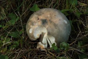 Holubinka kachní - Russula anatina Romagn. 1967