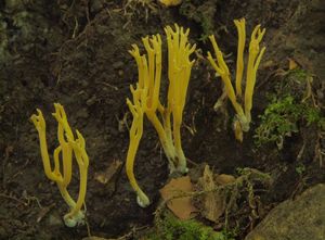 Kyjovečka růžkovitá - Clavulinopsis corniculata (Schaeff.) Conner 1