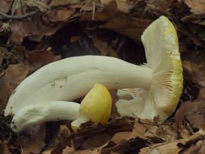 Holubinka sluneční - Russula solaris Ferd. et Winge