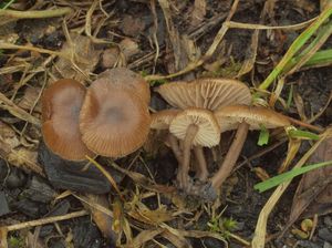 Penízovka uhelná - Tephrocybe anthracophila