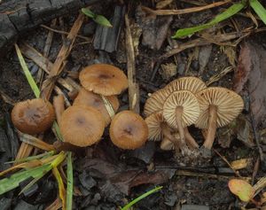 Penízovka uhelná - Tephrocybe anthracophila