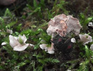 Mecháček sp. - Arrhenia sp., Rimbachia sp.