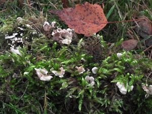 Mecháček sp. - Arrhenia sp., Rimbachia sp.