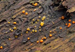 Kropilka rosolovitá - Dacrymyces stillatus Nees 1816