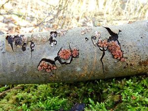 Kornatka osiková - Peniophora polygonia