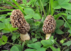 Smrž jedlý - Morchella vulgaris (Pers.) Boud.