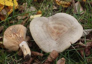 Ryzec kroužkatý - Lactarius circellatus Fr.