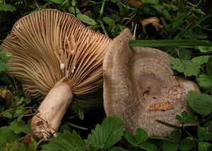 Ryzec kroužkatý - Lactarius circellatus Fr.