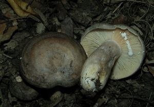 Ryzec kroužkatý - Lactarius circellatus Fr.