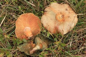 Ryzec polokrvomléčný - Lactarius semisanguifluus