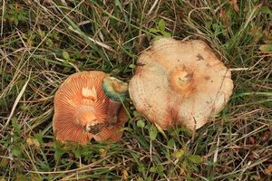 Ryzec polokrvomléčný - Lactarius semisanguifluus R. Heim & Leclair