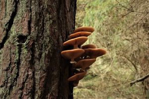 Václavka severská - Armillaria borealis