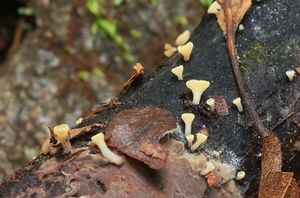 Voskovička číškovitá - Hymenoscyphus calyculus (Sowerby) W.Phillips