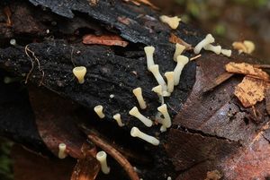 Voskovička číškovitá - Hymenoscyphus calyculus (Sowerby) W.Phillips