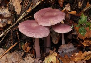 Helmovka narůžovělá - Mycena rosea Gramberg 1912