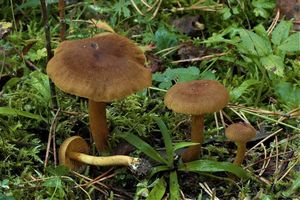 Pavučinec šafránový - Cortinarius croceus (Schaeff.) Gray 1821