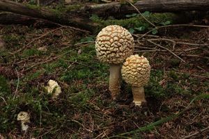 Muchomůrka královská - Amanita regalis (Fr.) Michael 1904