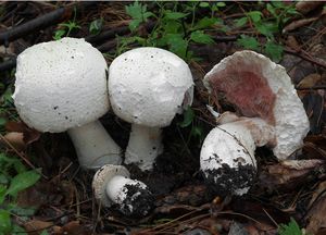 Pečárka Benešova - Agaricus benesii  (Pilát) Pilát 1951