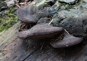 Troudnatec růžový - Fomitopsis rosea (Alb. et Schwein.) P. Karst.