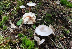 Strmělka ojíněná - Clitocybe pruinosa (Lasch) P. Kumm.