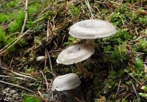 Strmělka ojíněná - Clitocybe pruinosa (Lasch) P. Kumm.