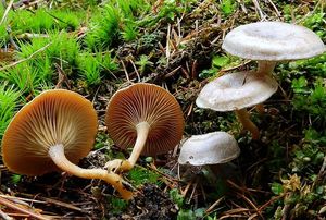 Strmělka ojíněná - Clitocybe pruinosa (Lasch) P. Kumm.