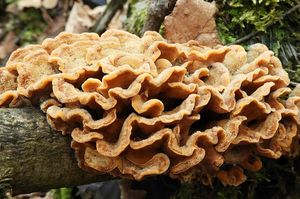 Pevník chlupatý - Stereum hirsutum (Willd.) Pers. 1800