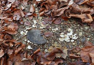 Trepkovitka pozemní - Crepidotus autochthonus J.E. Lange