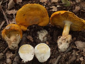 Muchomůrka císařka - Amanita caesarea  (Scop.) Pers. 1801
