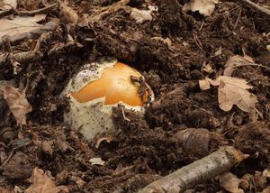 Muchomůrka císařka - Amanita caesarea  (Scop.) Pers. 1801
