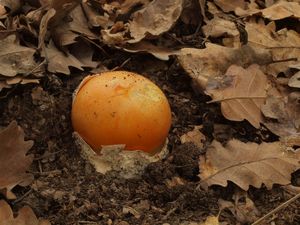 Muchomůrka císařka - Amanita caesarea  (Scop.) Pers. 1801