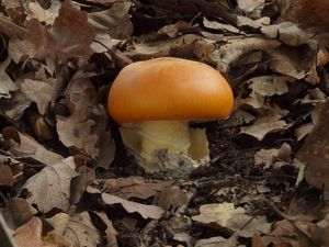 Muchomůrka císařka - Amanita caesarea  (Scop.) Pers. 1801