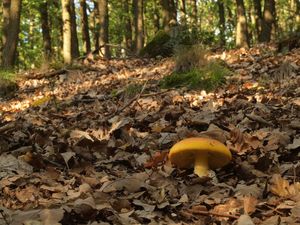 Muchomůrka císařka - Amanita caesarea  (Scop.) Pers. 1801