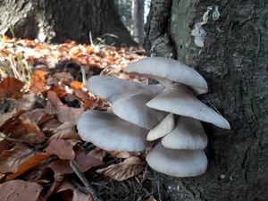 Hlíva ústřičná - Pleurotus ostreatus (Jacq.) P. Kumm. 1871