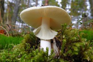 Muchomůrka zelená bílá - Amanita phalloides var. alba (Vittad.) E.-J.