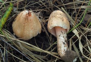 Vláknice začervenalá (Patouillardova) - Inocybe erubescens A. Blytt