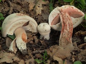 Pečárka šupinkatá - Agaricus squamuliferus (F. H. Møller) Pilát