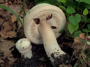 Pečárka šupinkatá - Agaricus squamuliferus (F. H. Møller) Pilát