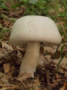 Pečárka šupinkatá - Agaricus squamuliferus (F. H. Møller) Pilát