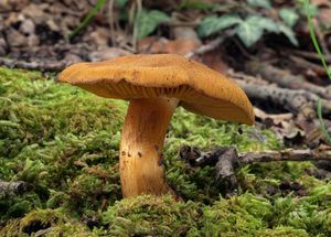 Pavučinec plyšový - Cortinarius orellanus Fr. 1838