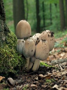 Hnojník význačný - Coprinopsis insignis (Peck) Redhead, Vilgalys