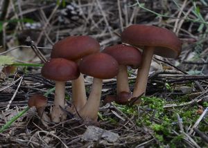 Penízovka hnědá - Gymnopus ocior (Pers.) Antonín et Noordel.