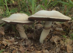 Pečárka šupinkatá - Agaricus squamuliferus (F. H. Møller) Pilát