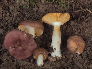 Holubinka habrová - Russula carpini R.Girard et Heinem.